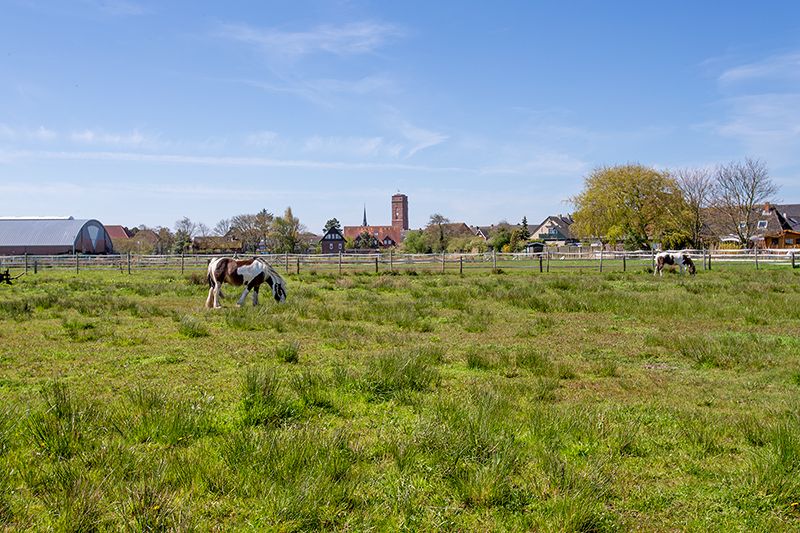 Pferdewiese vor dem Leuchtturm